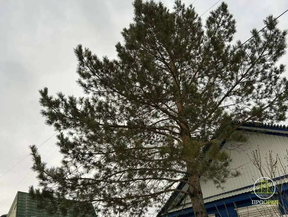 Завтра Оренбуржье будет ветрено