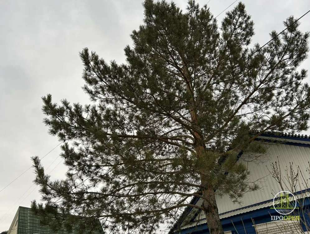 В Оренбурге сегодня днем облачно, дождливо и до +17°С