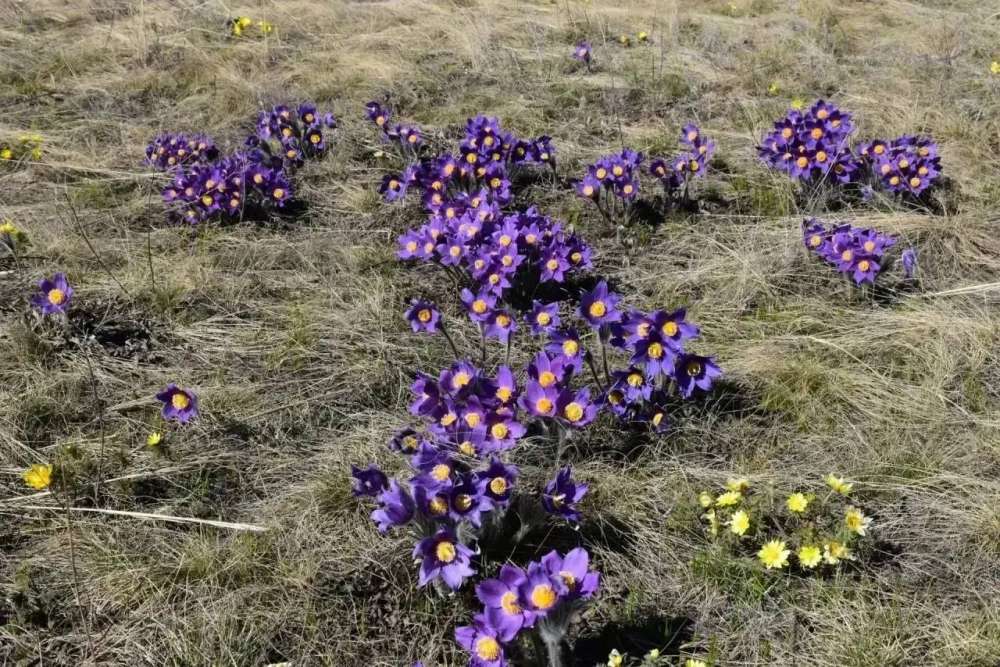 За сорванные первоцветы оренбуржцам грозят штрафы