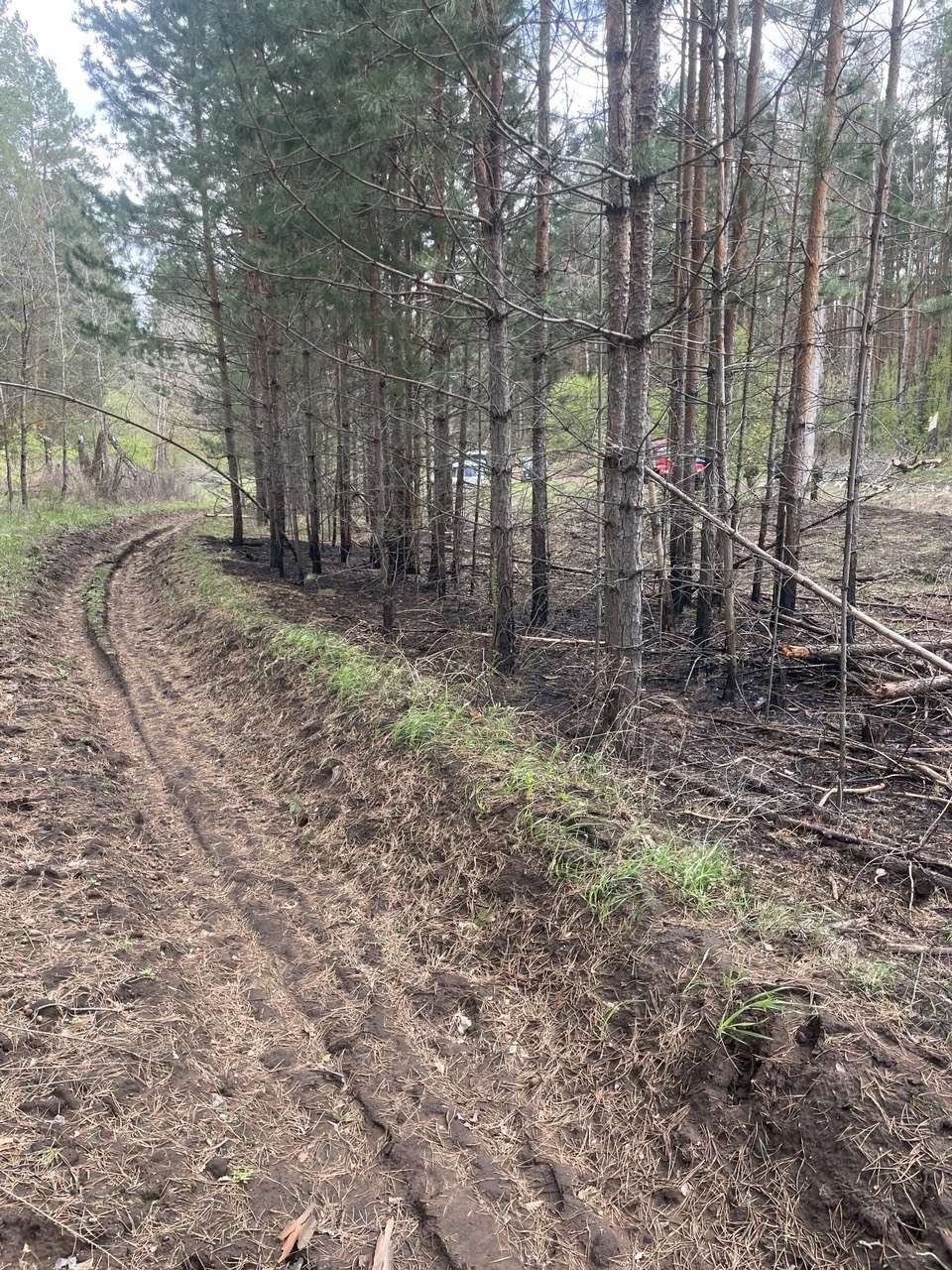 Сильный ветер в Бузулукском бору спровоцировал возгорание травы