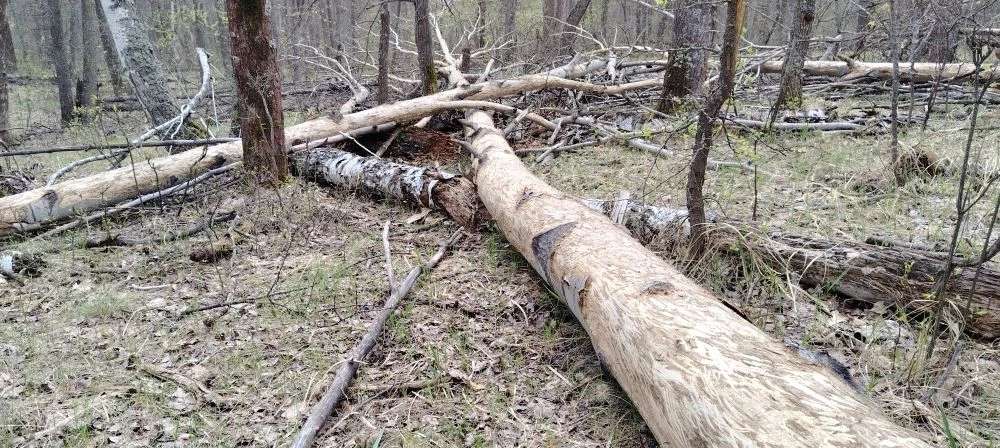 В Бузулукском бору показали остатки зимнего лосиного «банкета»