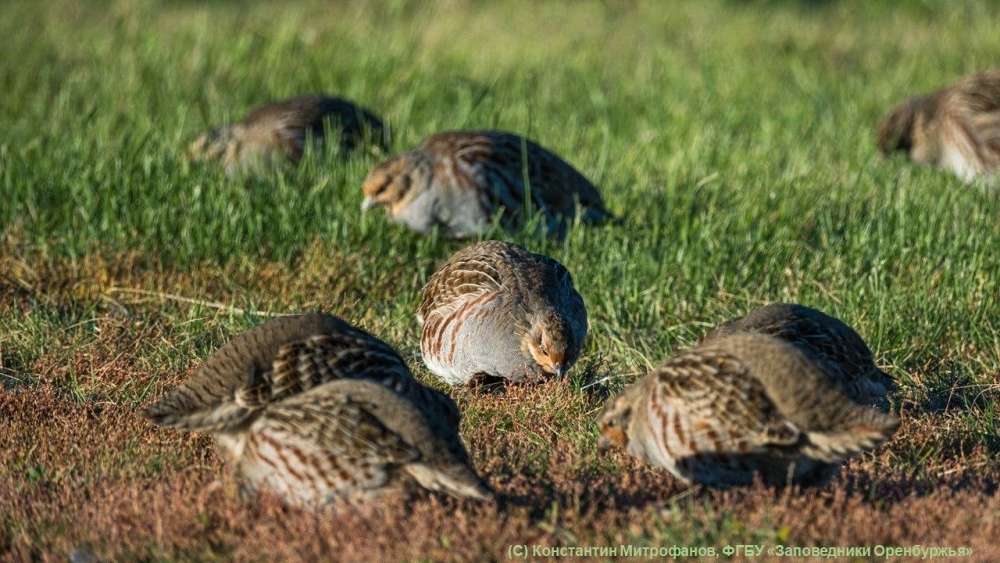 В заповедниках Оренбуржья рассказали о семейном поведении серой куропатки