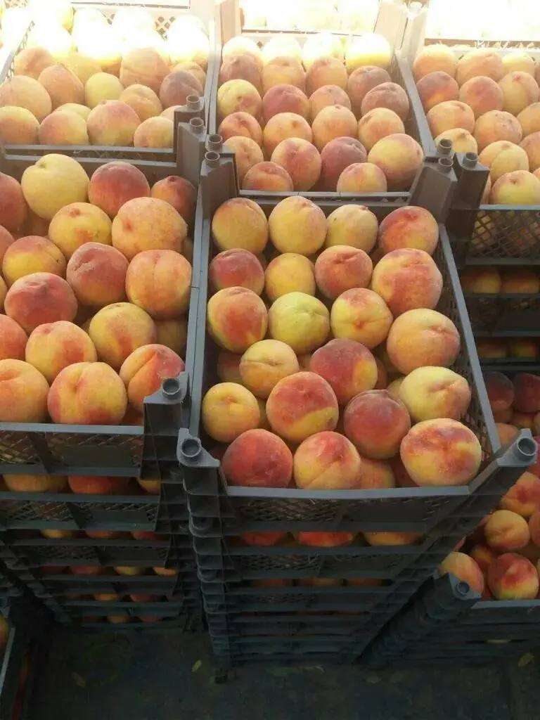 В Оренбуржье не пустили более 109 тонн зараженных фруктов из Узбекистана