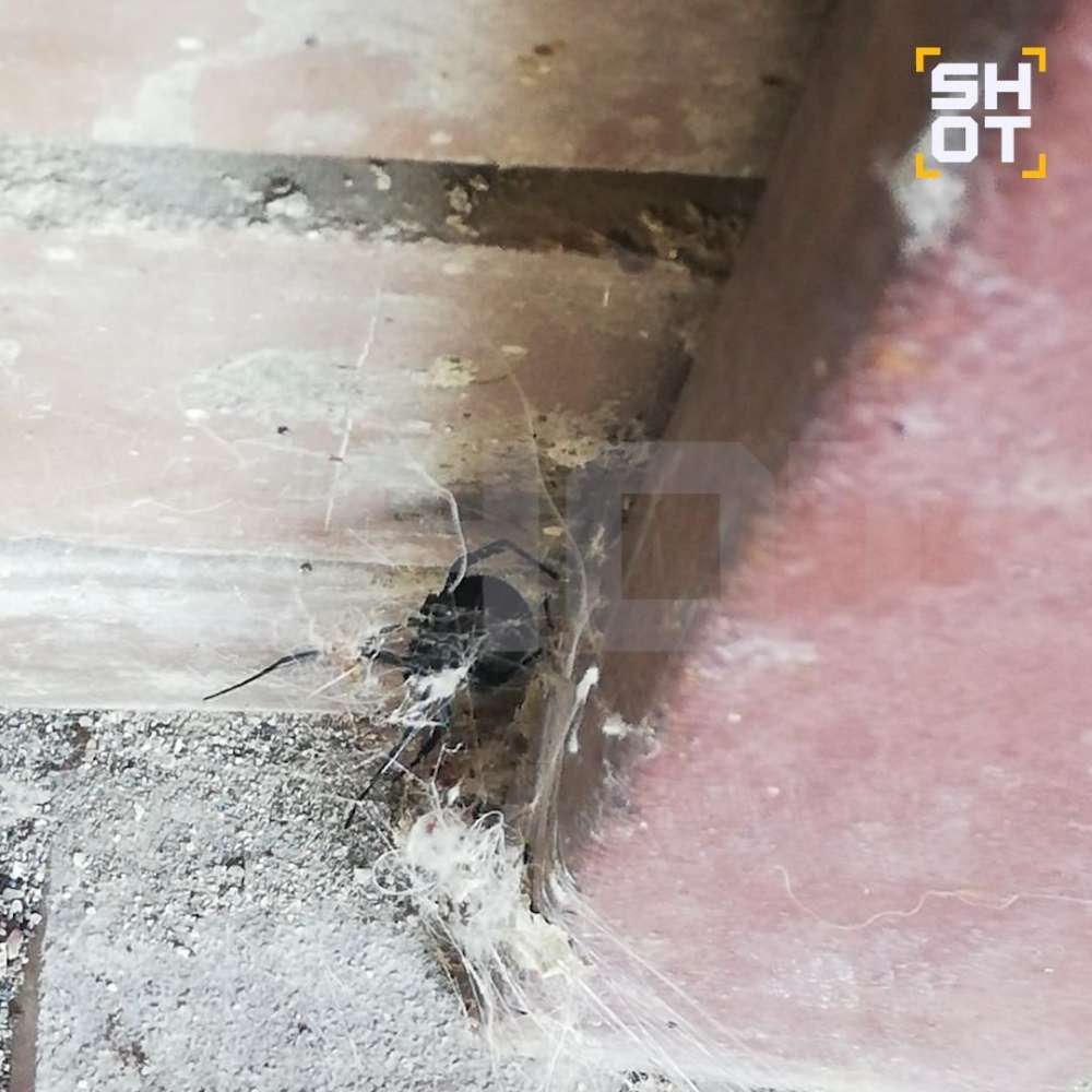 В Оренбургском районе был замечен один из самых ядовитых пауков – каракурт