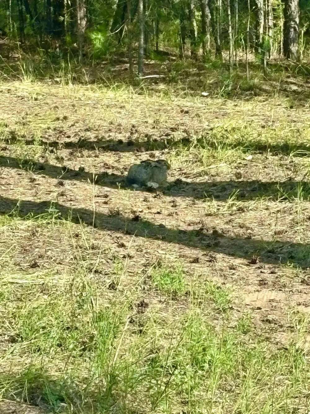В Бузулукском бору заметили зайца, который пытался стать невидимым