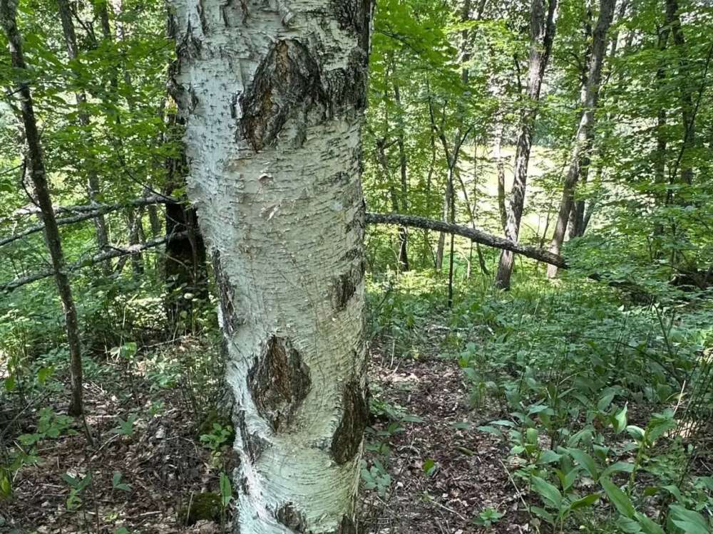 «Лесной мессенджер»: как рыси общаются в Бузулукском бору