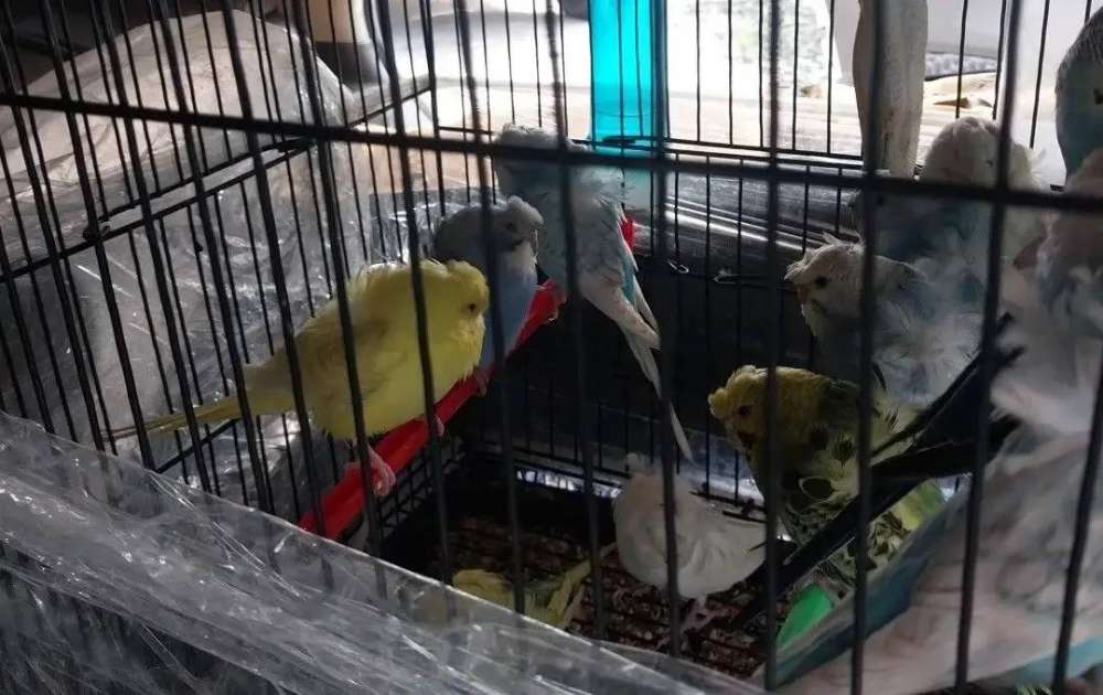 Не долетели до Москвы: пернатых пассажиров развернули на границе в Оренбуржье