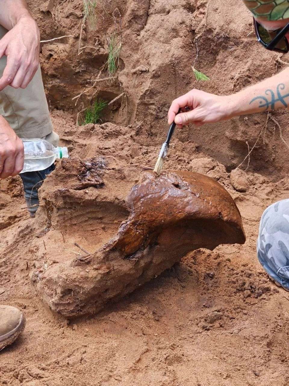 Древний гигант из Бузулукского бора: в Оренбуржье нашли череп шерстистого носорога