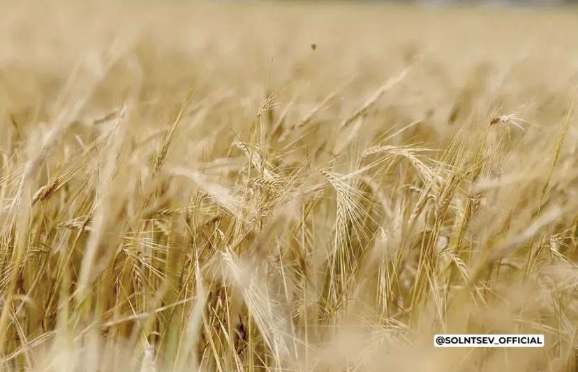 Оренбуржье заняло 2-е место по объему экспорта продукции АПК