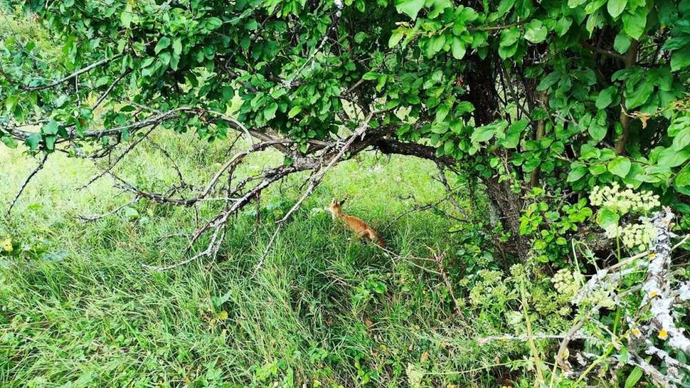 В Бузулукском бору заметили юного лисенка-исследователя