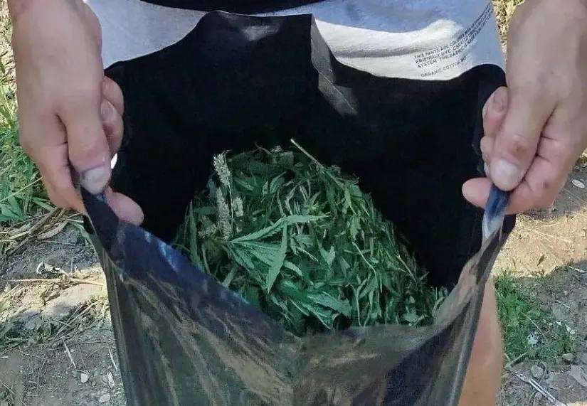 В Бугуруслане у мужчины изъяли более 740 граммов марихуаны