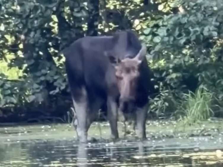 Жара не помеха: лось вышел на водопой днем в Бузулукском бору