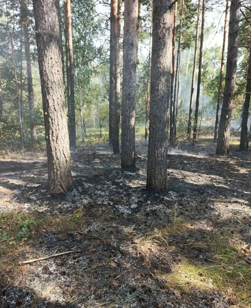 «Умные» камеры помогли потушить два пожара в Бузулукском бору