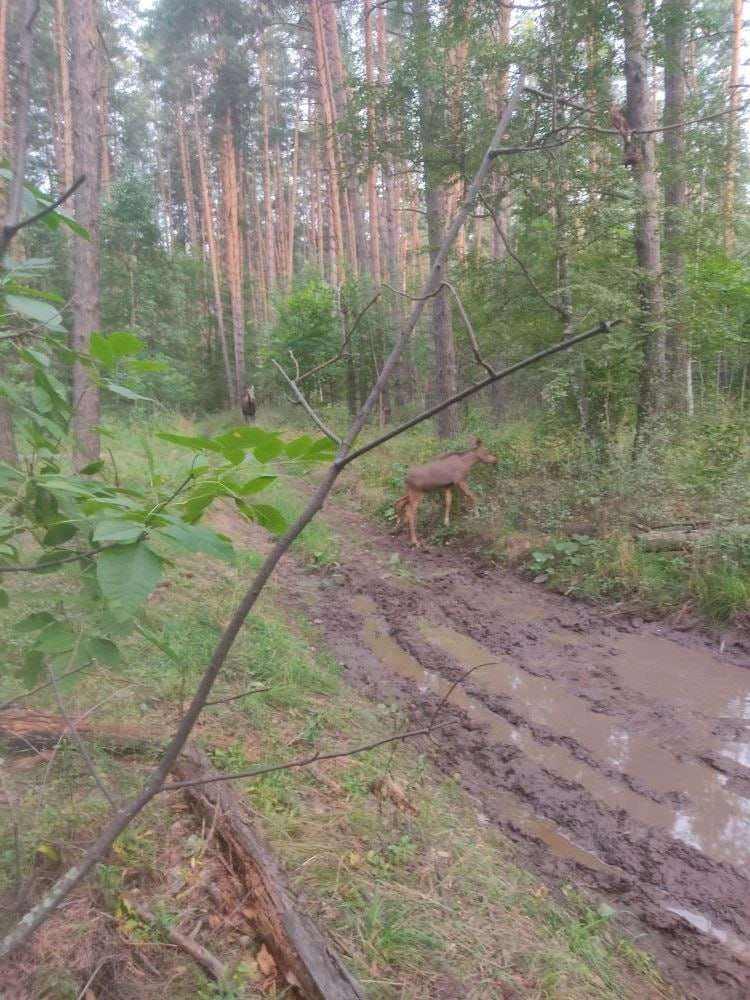 В Бузулукском бору заметили лосят в рыжих «шубках»