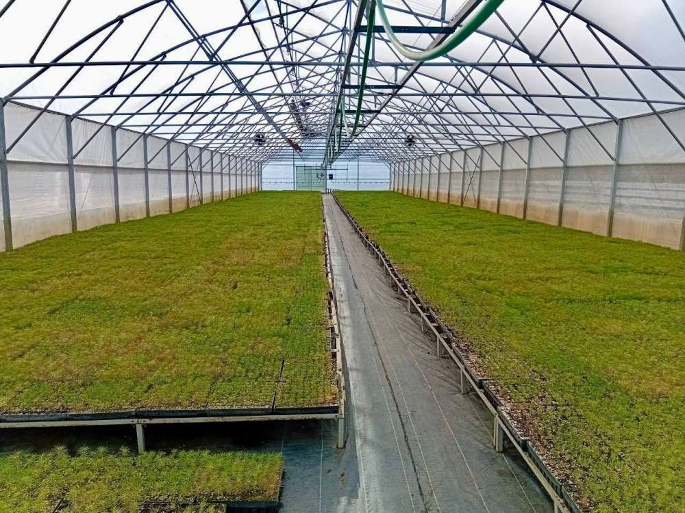 В теплицах Бузулукского бора подрастает около 350 тысяч сеянцев сосны